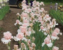 Romantic Lead