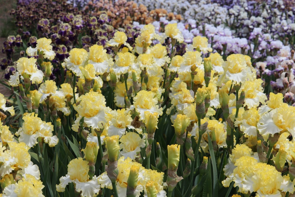 Perfect In Every Way