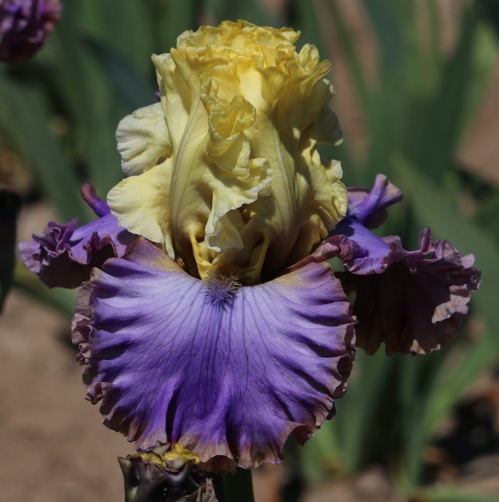 Wanna Dance With You