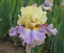 Bright Within