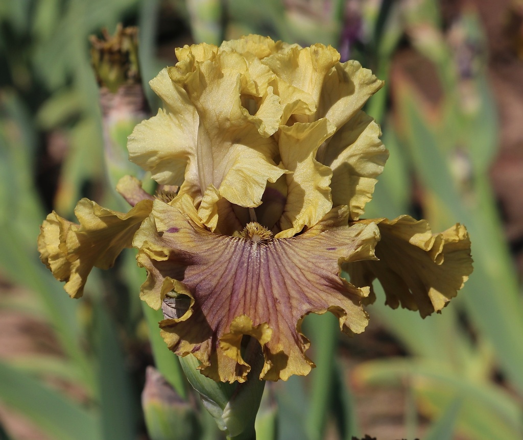 Buckskin Ruffles