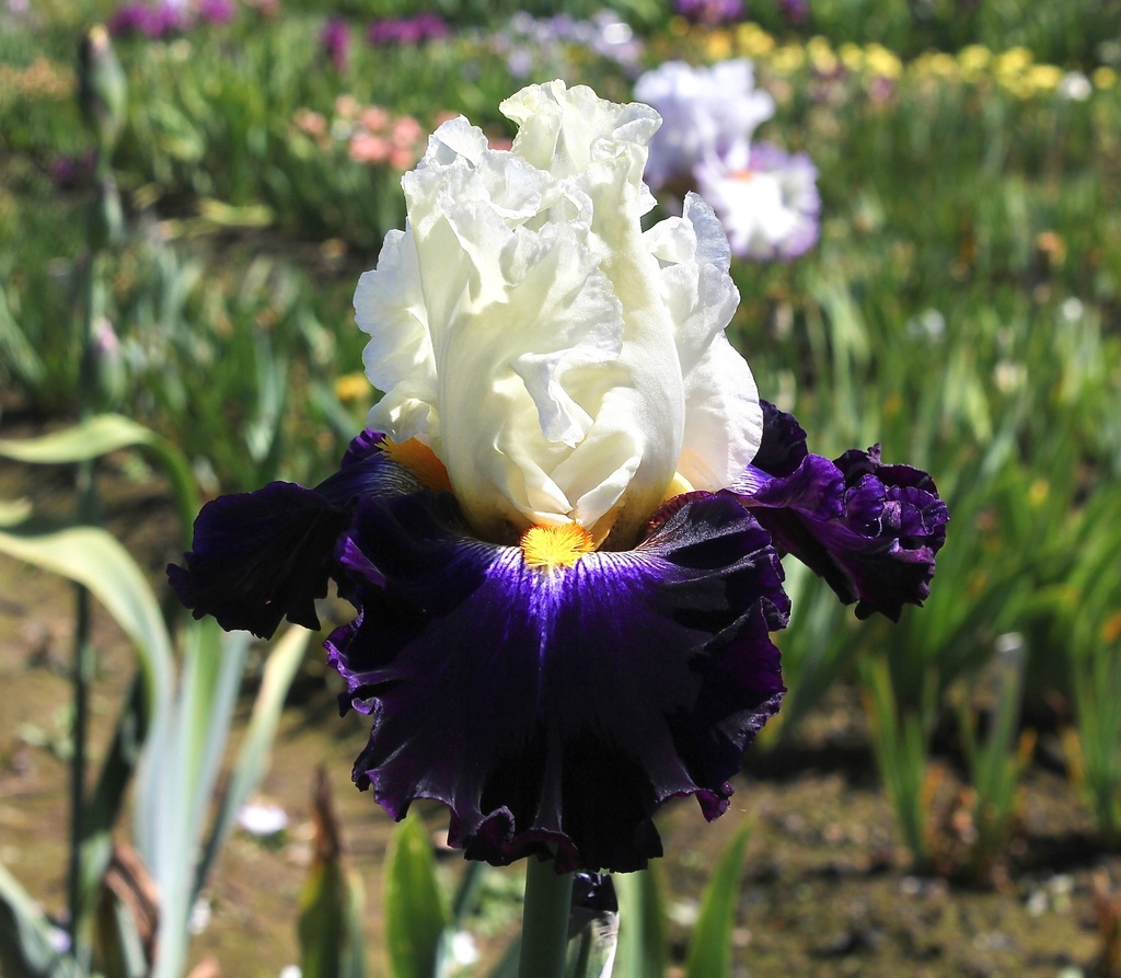 Future Ruler | Mid-America Garden