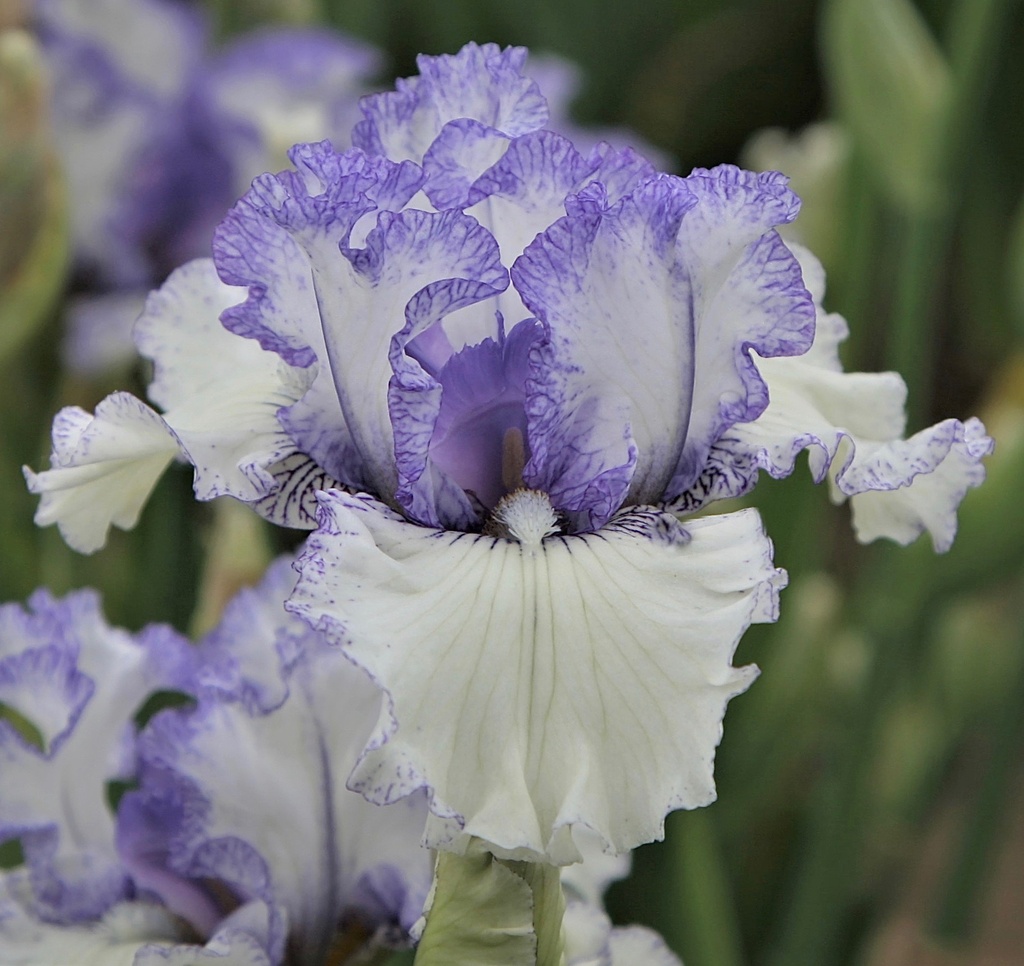 Airy Fairy Flower