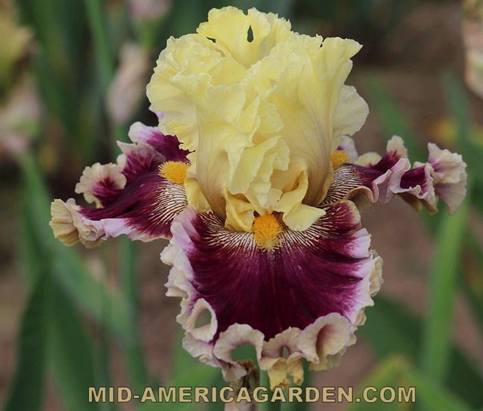 Dressed To The Nines