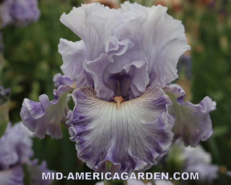 Lavender Breeze