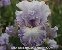 Lavender Breeze