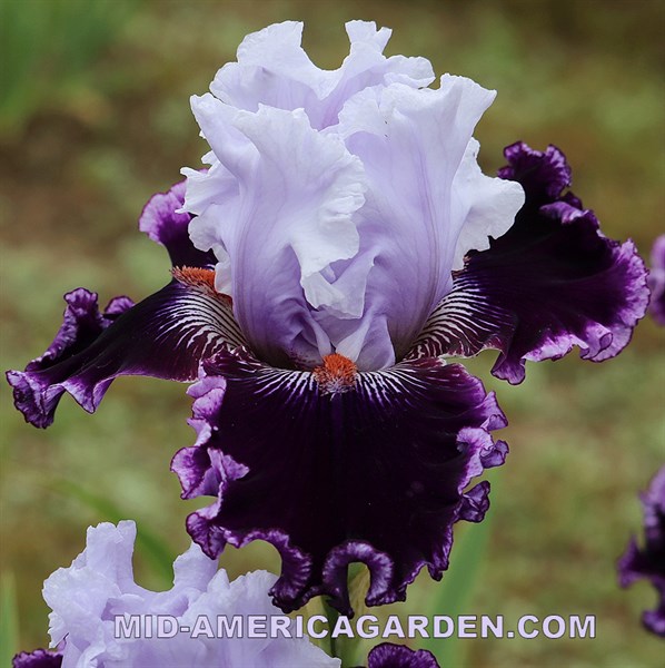 Billowing Robes