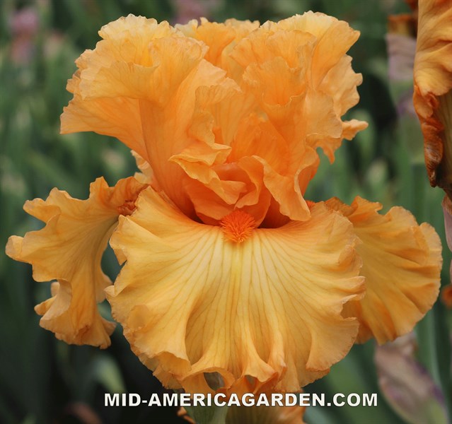 Orange Temptation