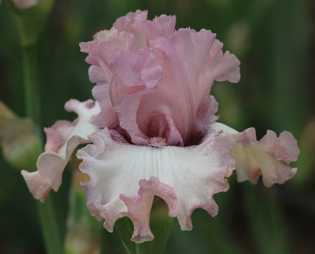 Confection Perfection