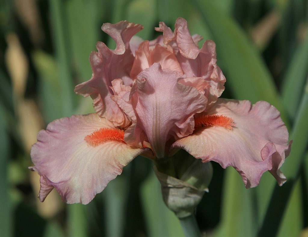 Baby Doll Pink