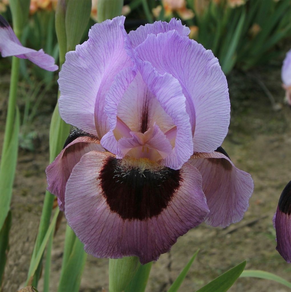 Beautiful Brown Eyes