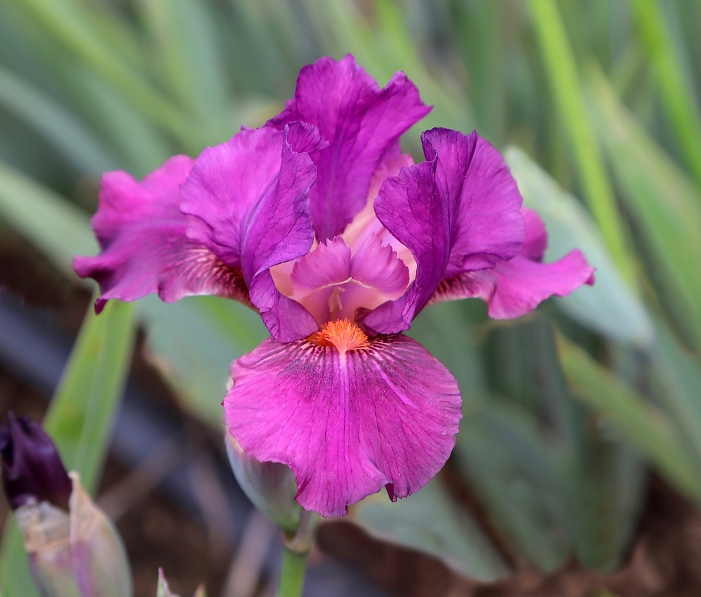 Dance With The Devil