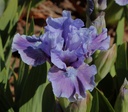 Lilac Blush