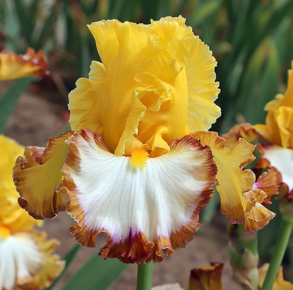 Boogie Woogie Bugle Boy