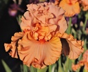 Essence Of Beauty