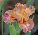 Baby Blush