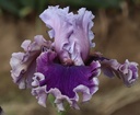 Amethyst Angel