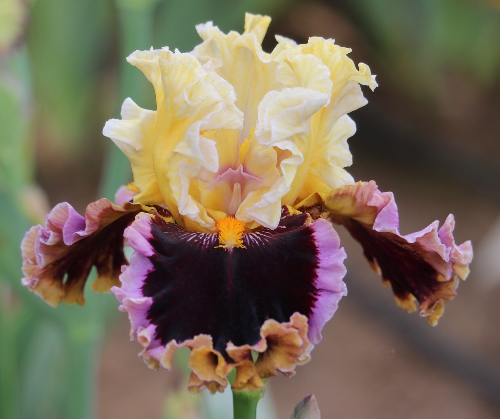 Can't Stop Loving You