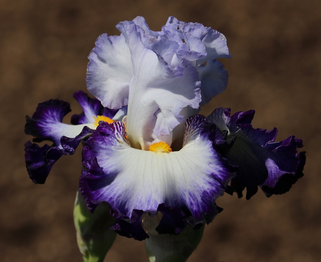 Chase The North Star