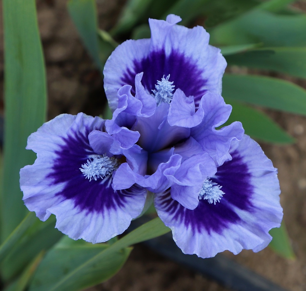 Demure Princess | Mid-America Garden