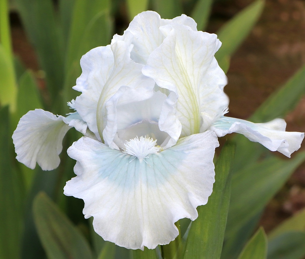 Touch Of Turquoise