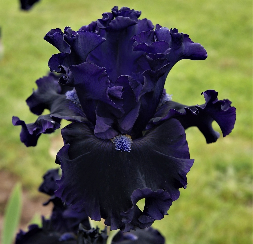 Karakul