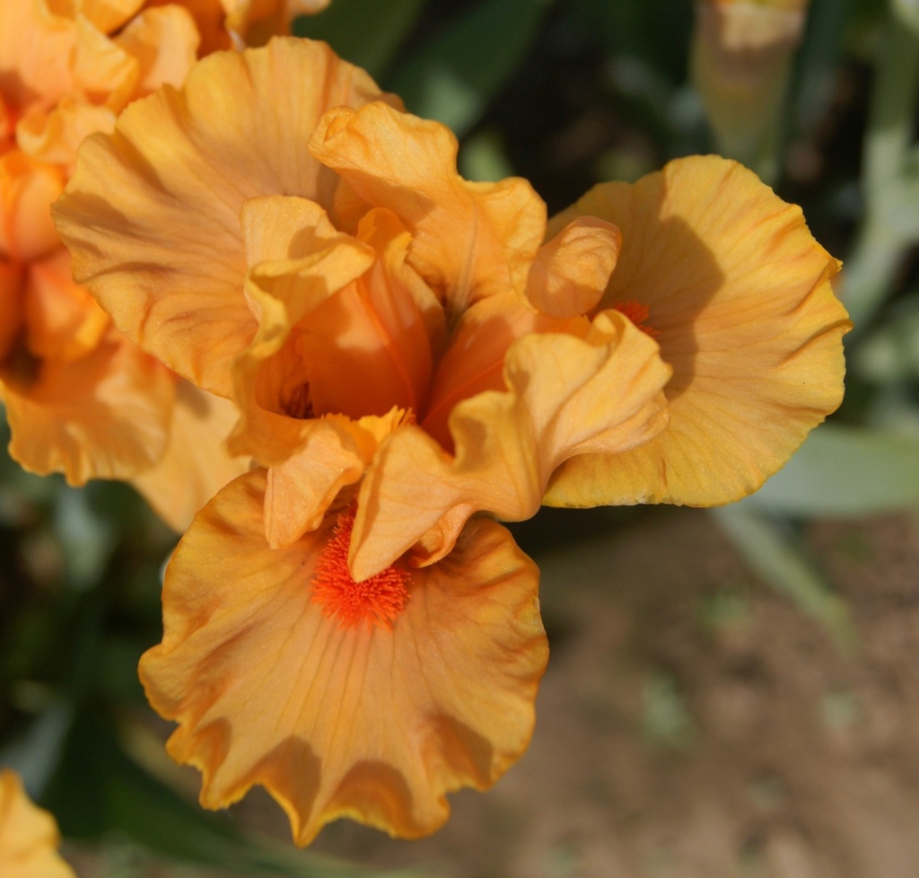 Orange Peel