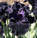 Coal Tar