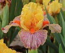 Assorted Colors