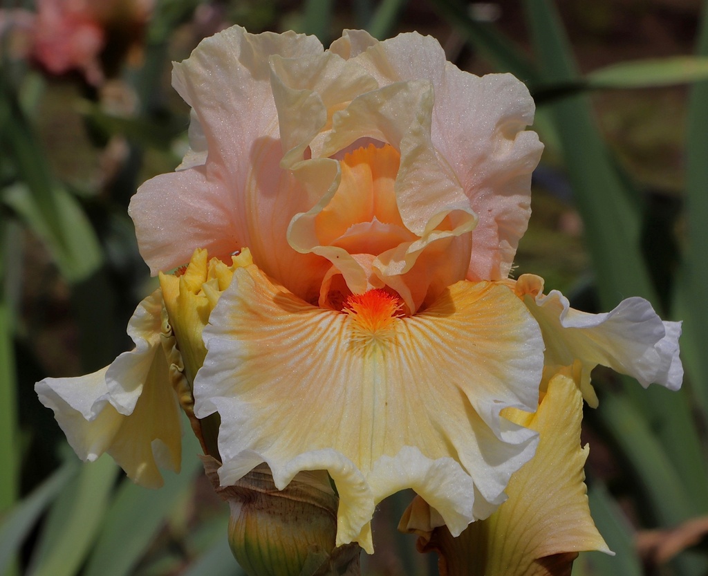 Garden Appeal