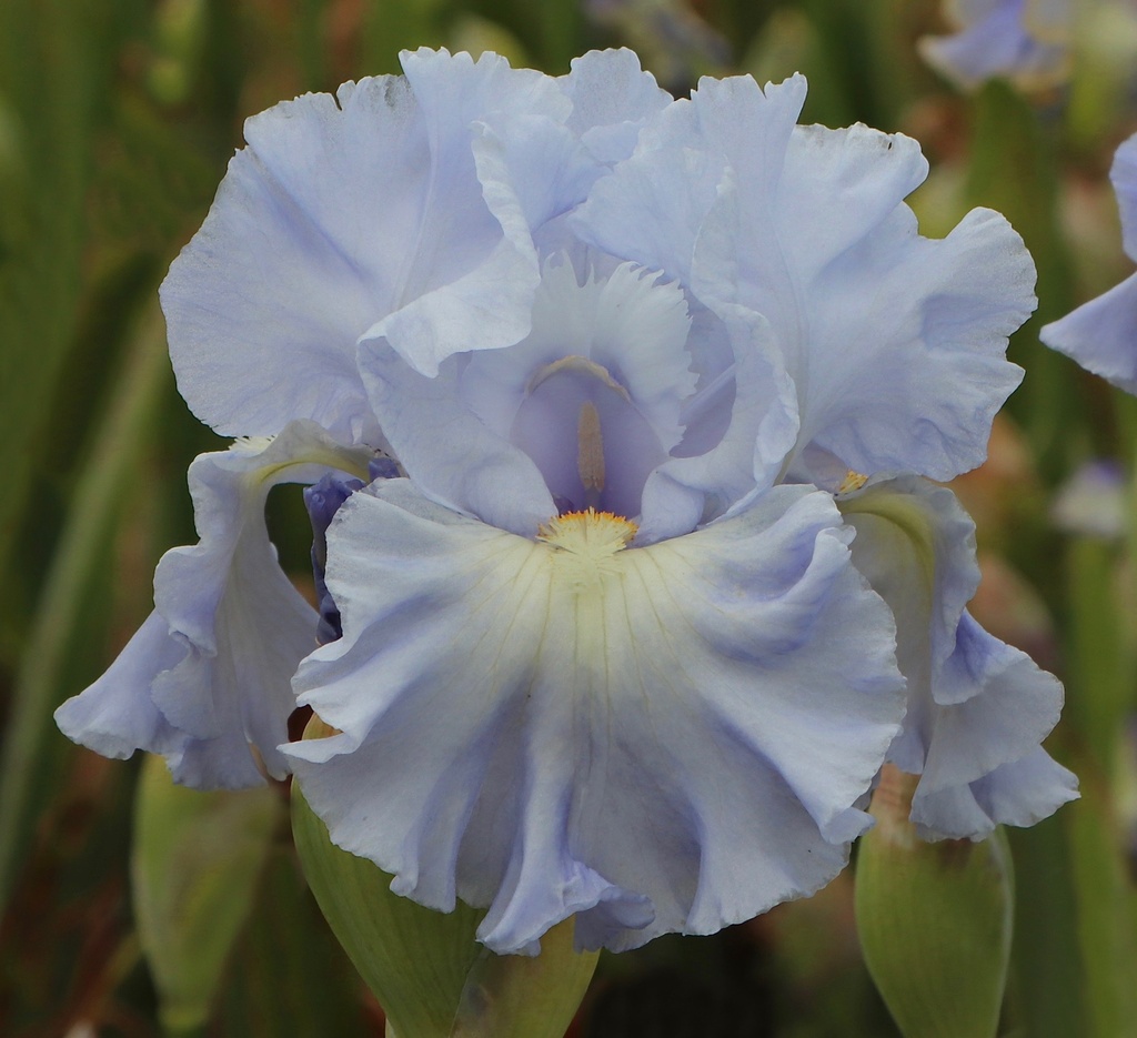 Magic Blue