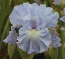 Magic Blue