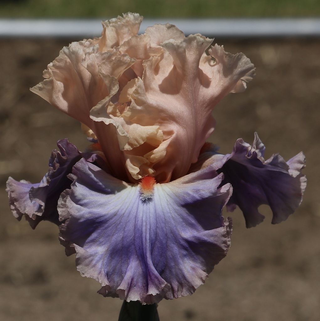 Canterbury Belle
