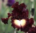 Love In The Dark