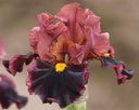 Maroon Majesty