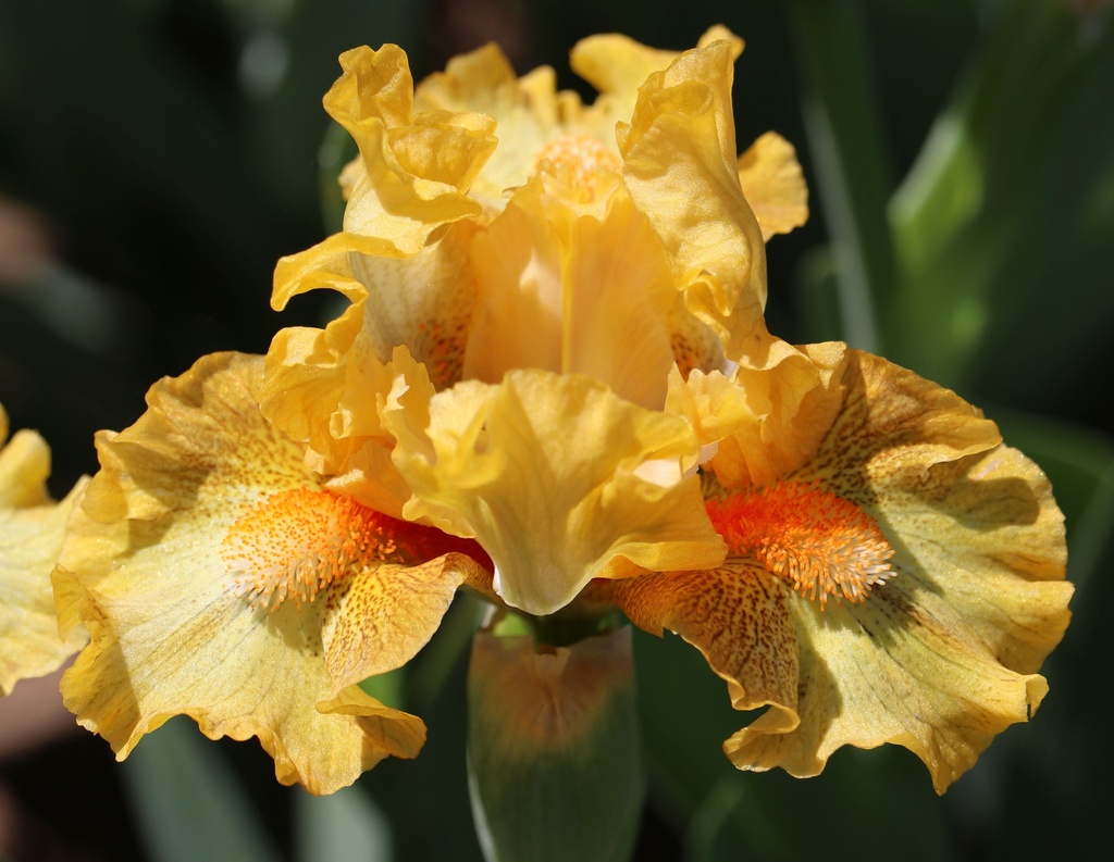 Ruffled Light