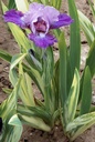 Two-Tone Foliage