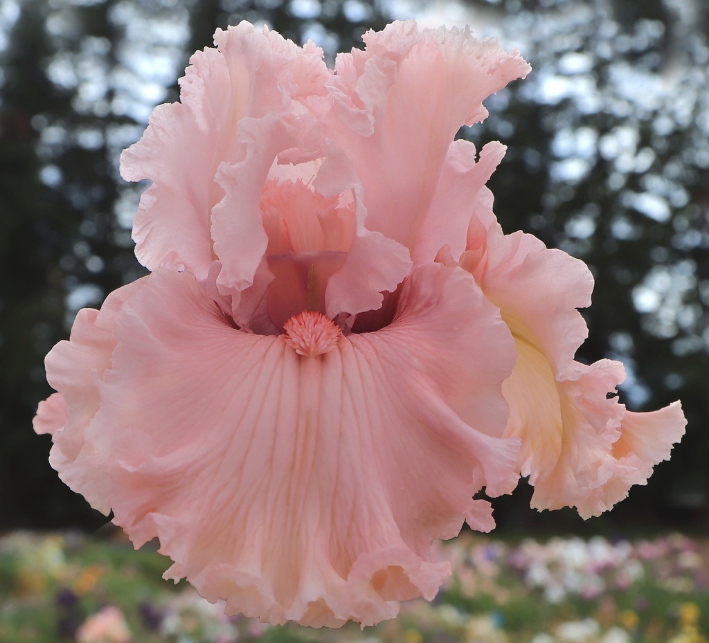 Pink Poodle