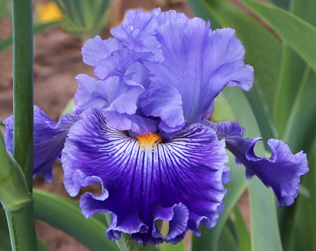 Atlantic Blue
