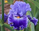 Atlantic Blue