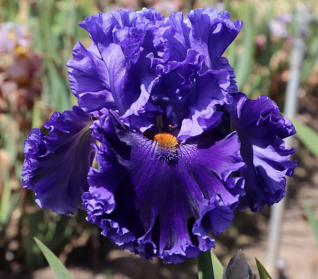 Presby Royal Jubilee