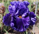 Presby Royal Jubilee