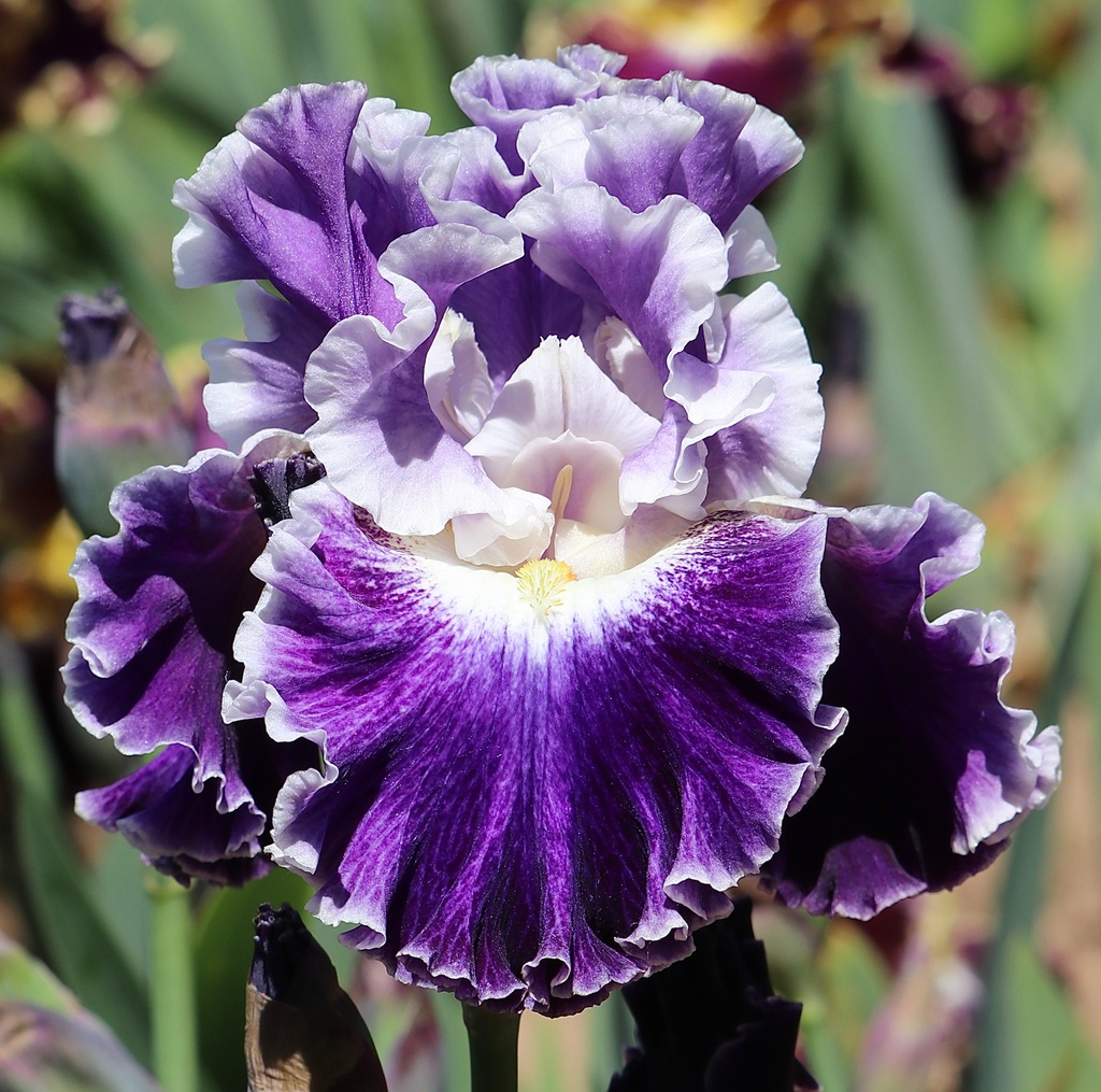 Iguazu Falls