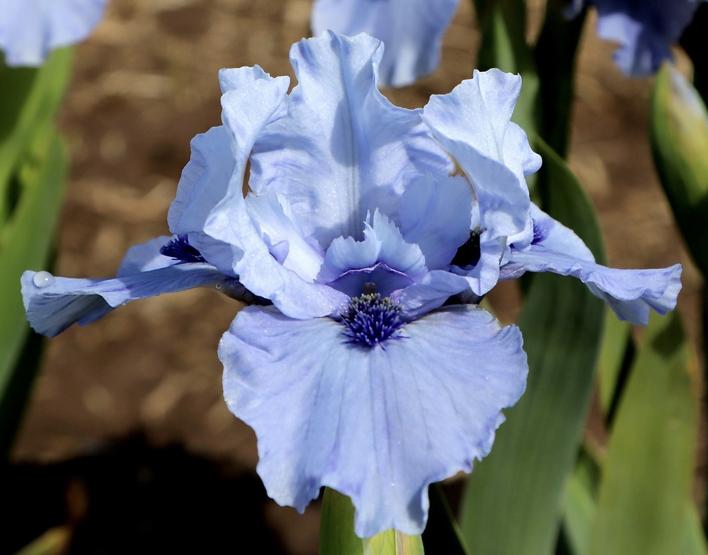 Blue Songbird