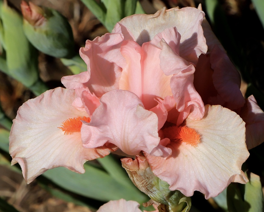Pink Explosion