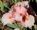 Pink Explosion
