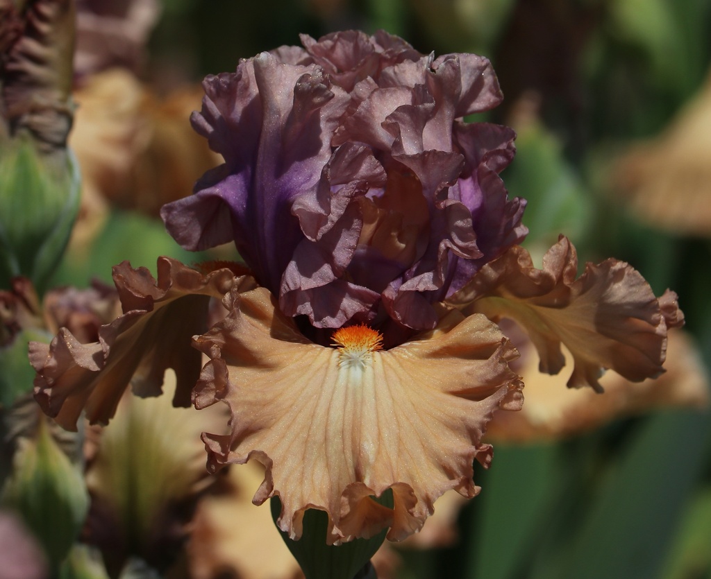 Main Menu