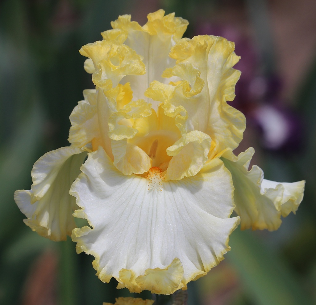 Perfect In Every Way