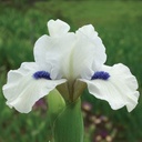 Bluebeard's Ghost