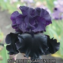 Black Is Black